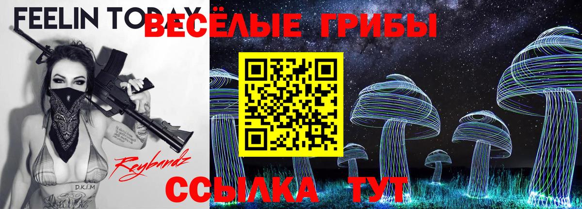 купить   Аргун  Псилоцибиновые грибы Psilocybine cubensis 